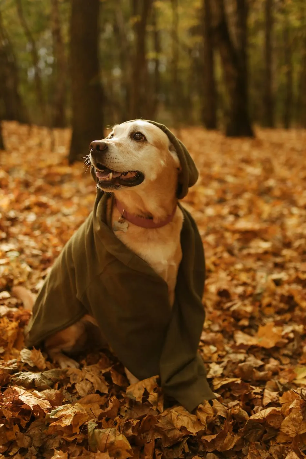 Dog Wearing a Jacket Standing in An Autumn Forest Image