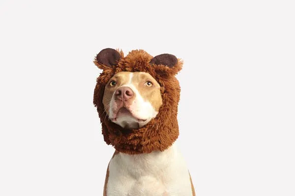 Dog Wearing a Lion Costume Against a Plain White Background