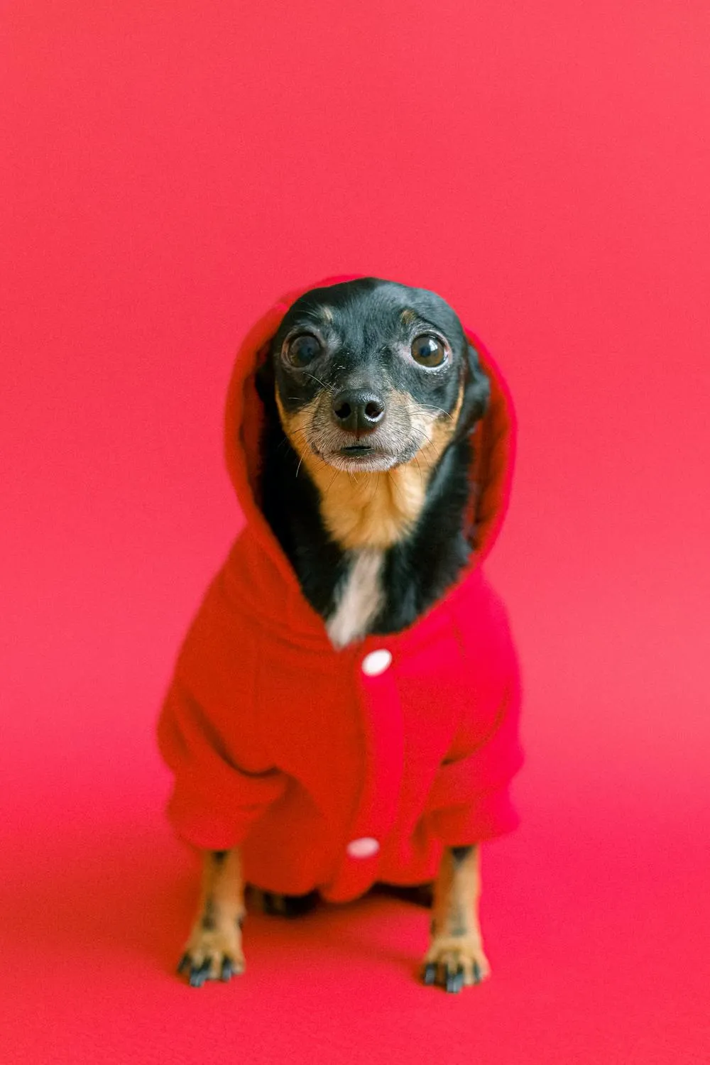 Dog Wearing a Red Hoodie Posing Against Pink Background