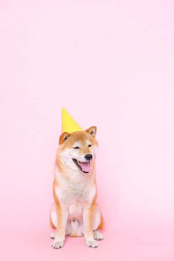 Dog Wearing Party Hat Sitting on Pink Background Hd Image