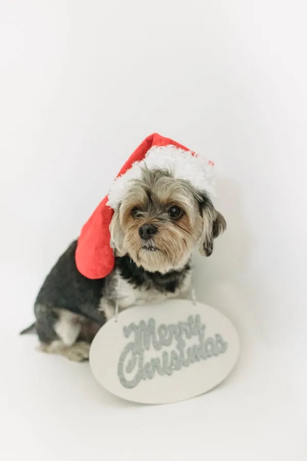 Dog Wearing Santa Outfit Celebrating Merry Christmas Hd