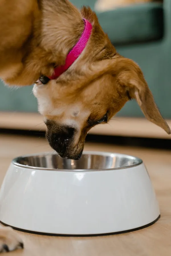 Dog with Pink Collar Drinking Water From a White Bowl Image