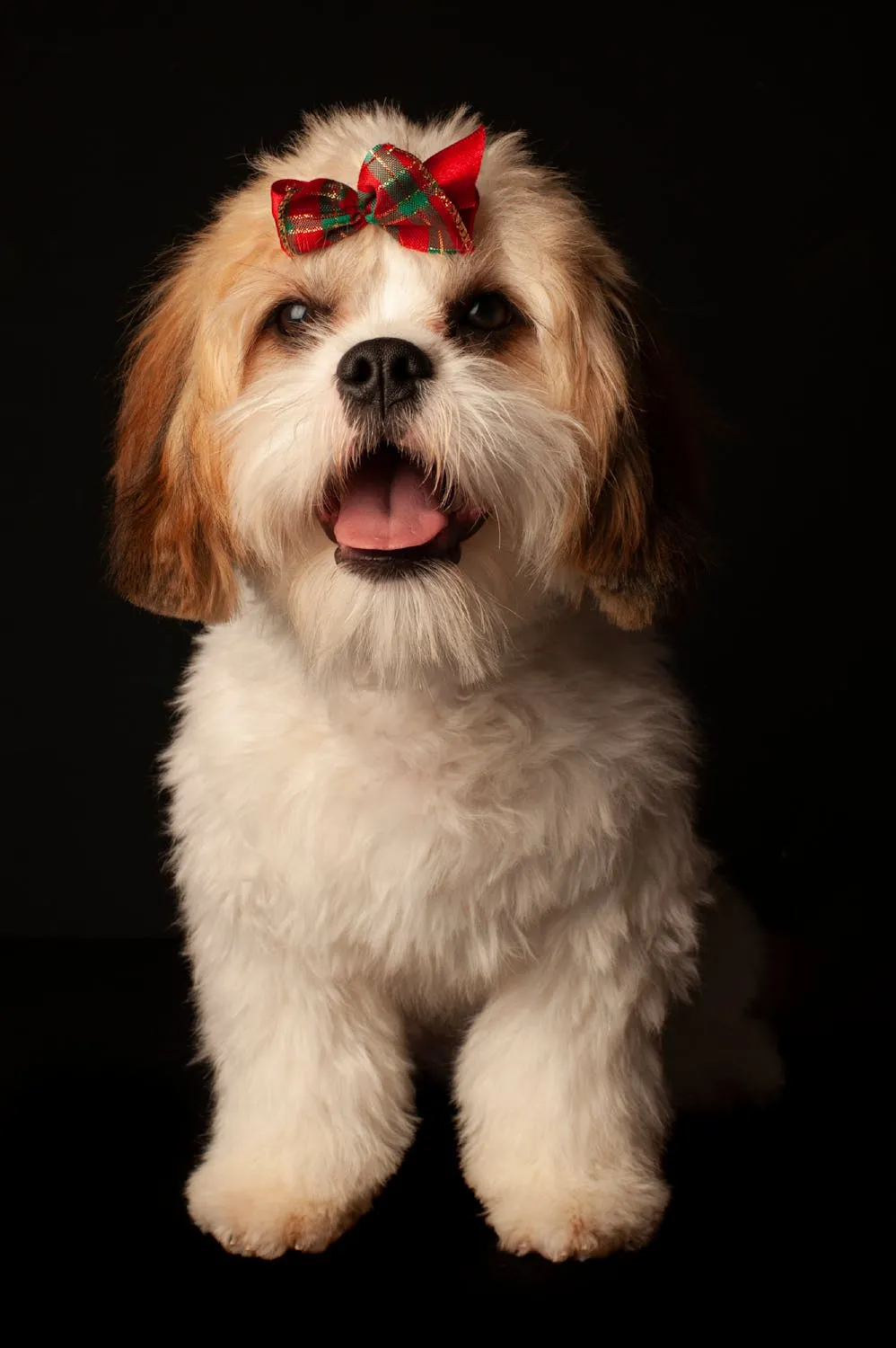 Dog with Red Bow Sitting and Smiling Against Dark Wall