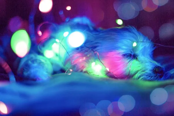 Dog Wrapped in Colourful Glowing Lights Sleeping Calmly