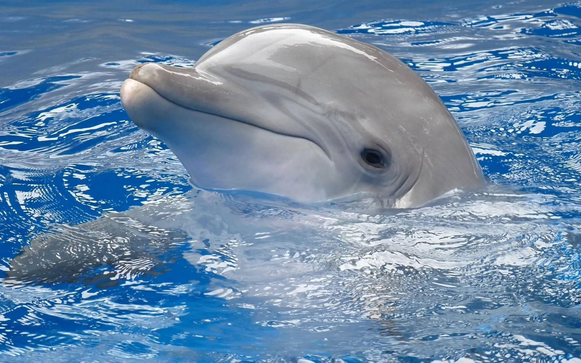 Dolphin swimming near the water surface playfully Wallpaper