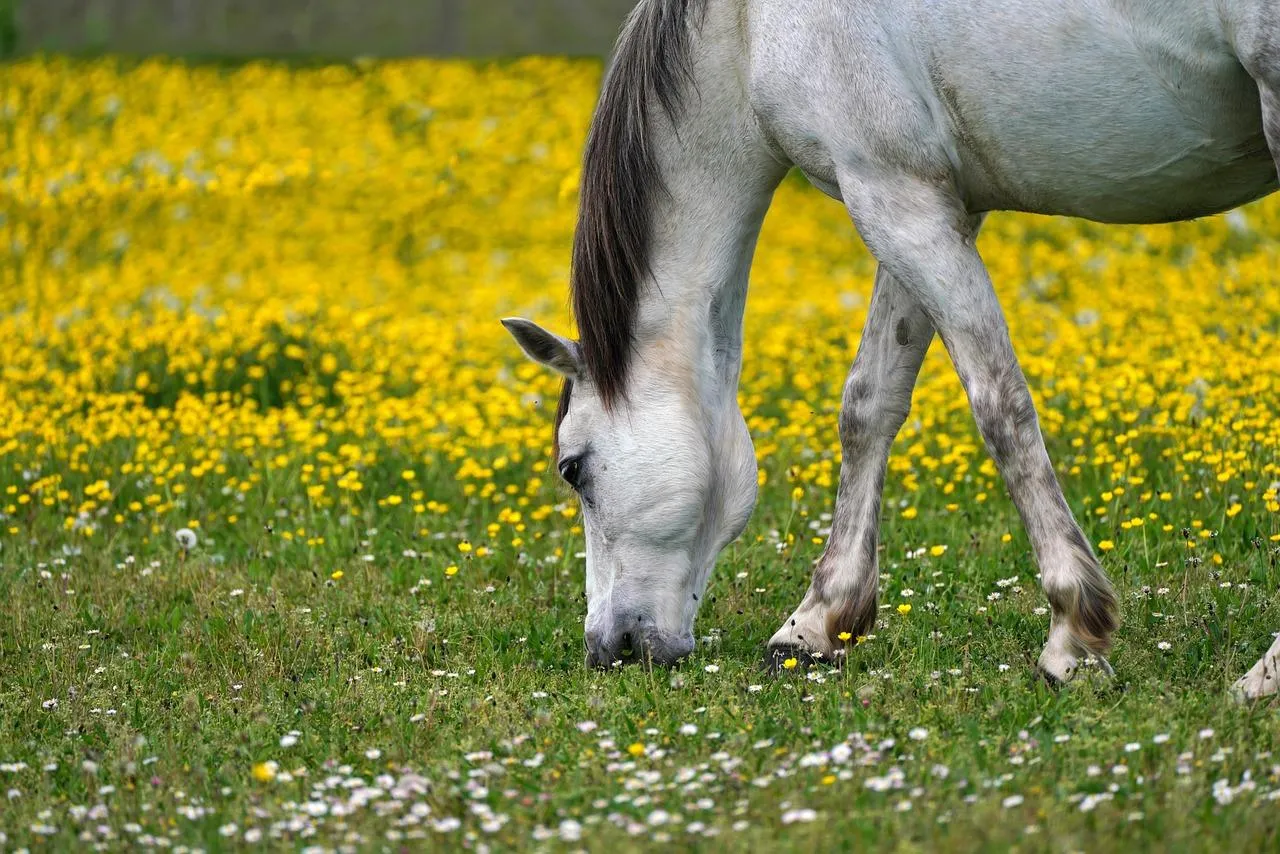 Donkeys Grazing Calmly in a Field of Short Grass wallpaper