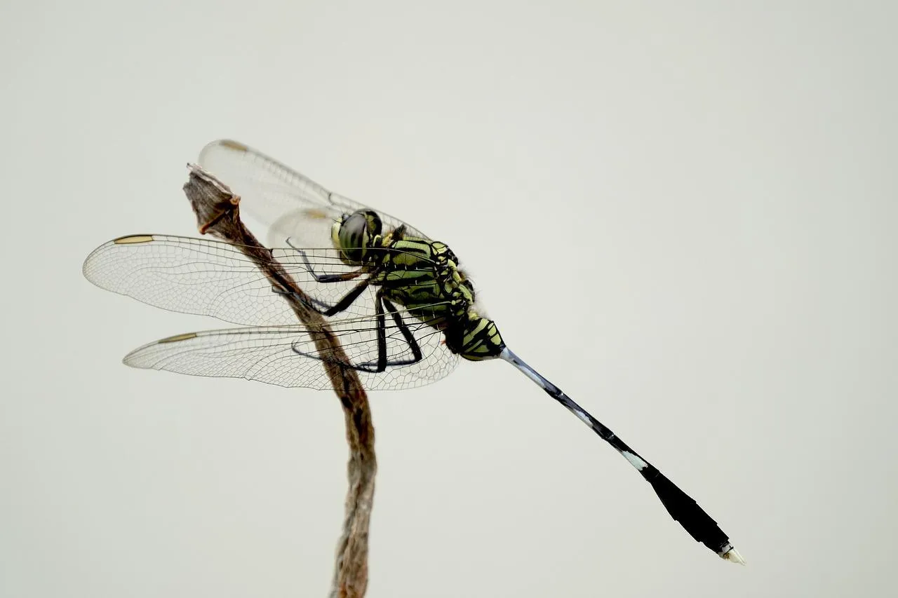 Dragonfly Perched on Thin Green Plant Stem Wallpaper