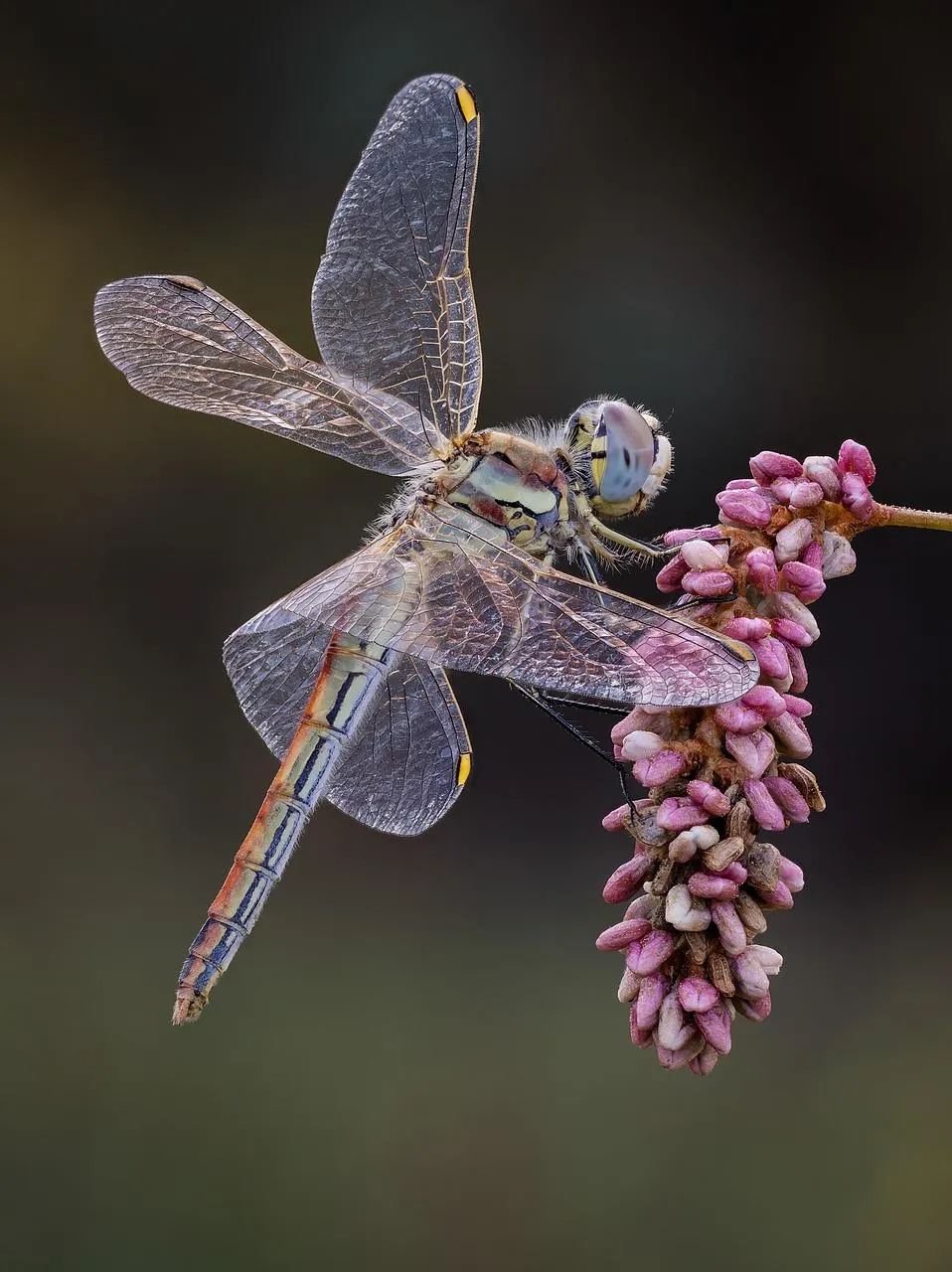 Dragonfly Resting on Pink Flower in Natural Surroundings
