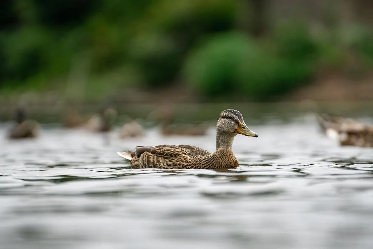 Duck Gliding Smoothly Over a Calm Water Surface Wallpaper