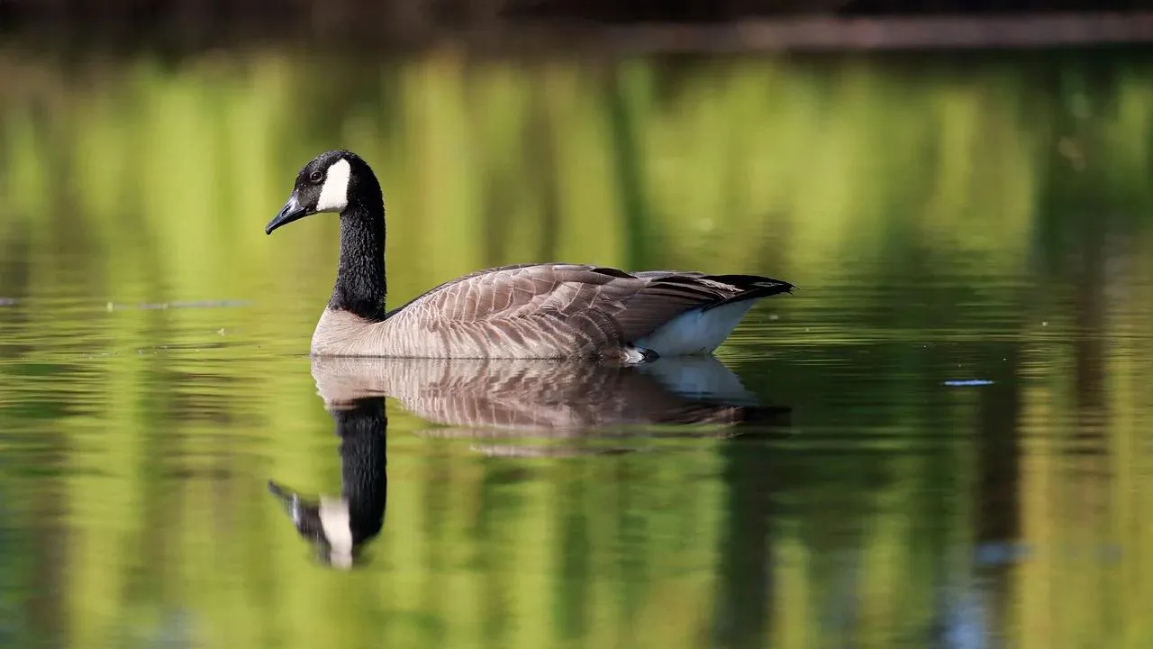 Duck Standing in Grass With Reflection in Water Wallpaper