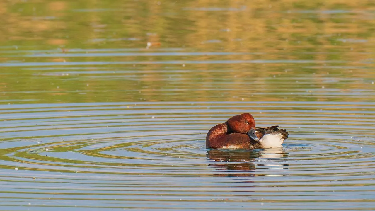 Duck Swimming in Calm Golden Waters free Wallpaper