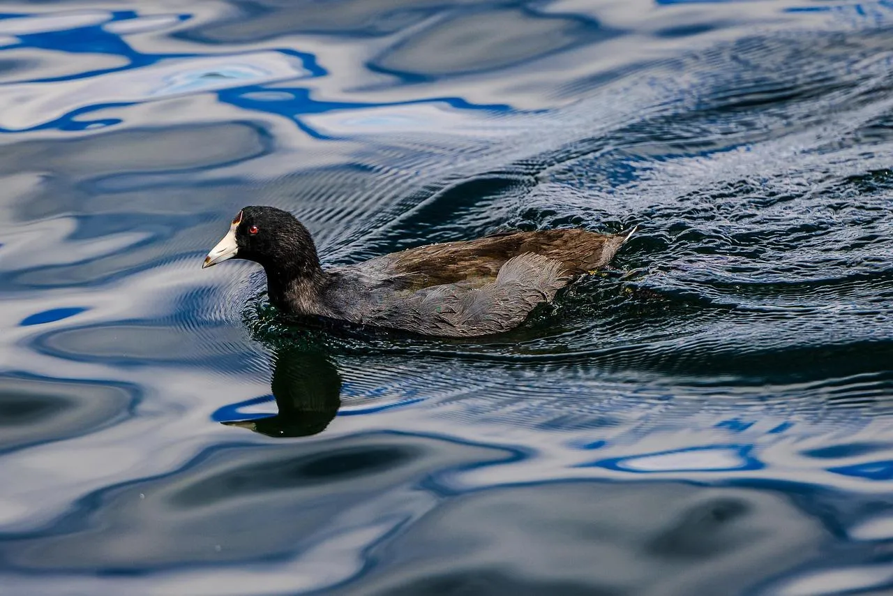 Duck swimming peacefully on a calm water surface Wallpaper