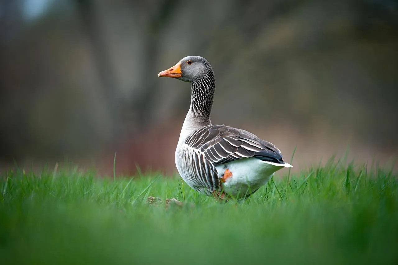 Duck Walking on Grass in Natural Park free Wallpaper