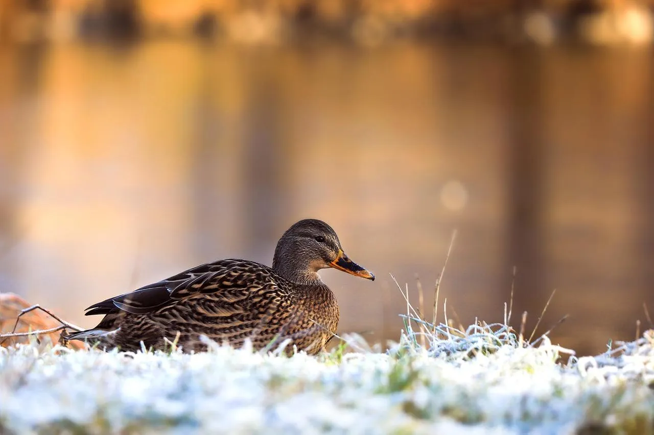 Duck walks carefully along edge of a frozen lake Wallpaper