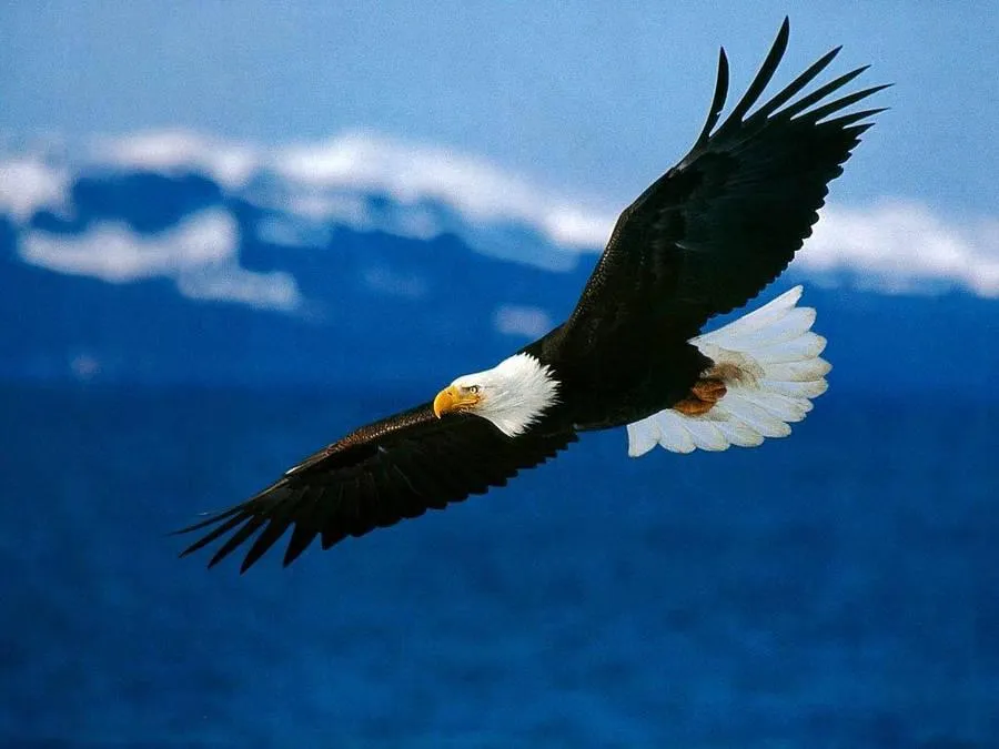 Eagle soaring high above the mountains in flight Wallpaper
