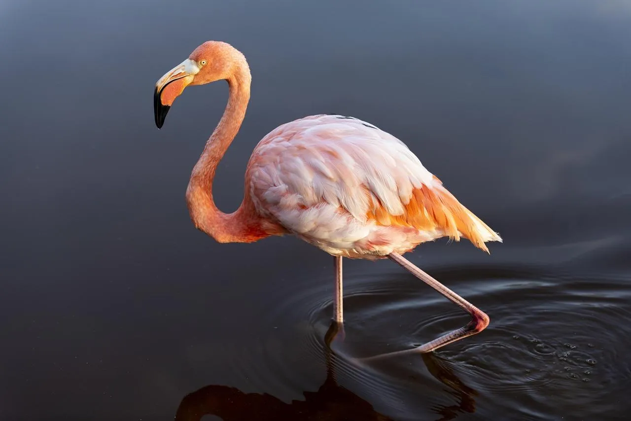 Elegant Flamingo Standing on One Leg by the Water Wallpaper