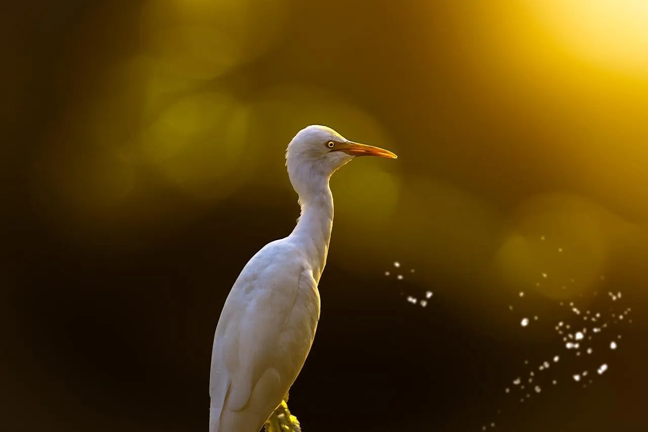 Elegant Great Egret Standing Calmly in Golden Light