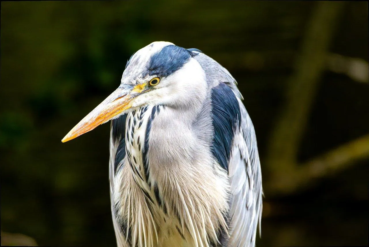Elegant Heron Bird Standing in Shallow Water Wallpaper