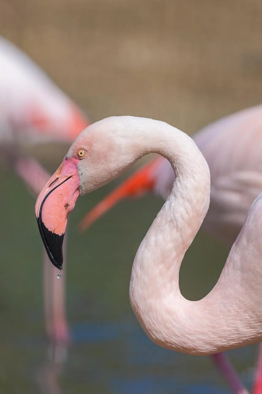 Elegant Pink Flamingo with Curved Neck in Wetland Wallpaper