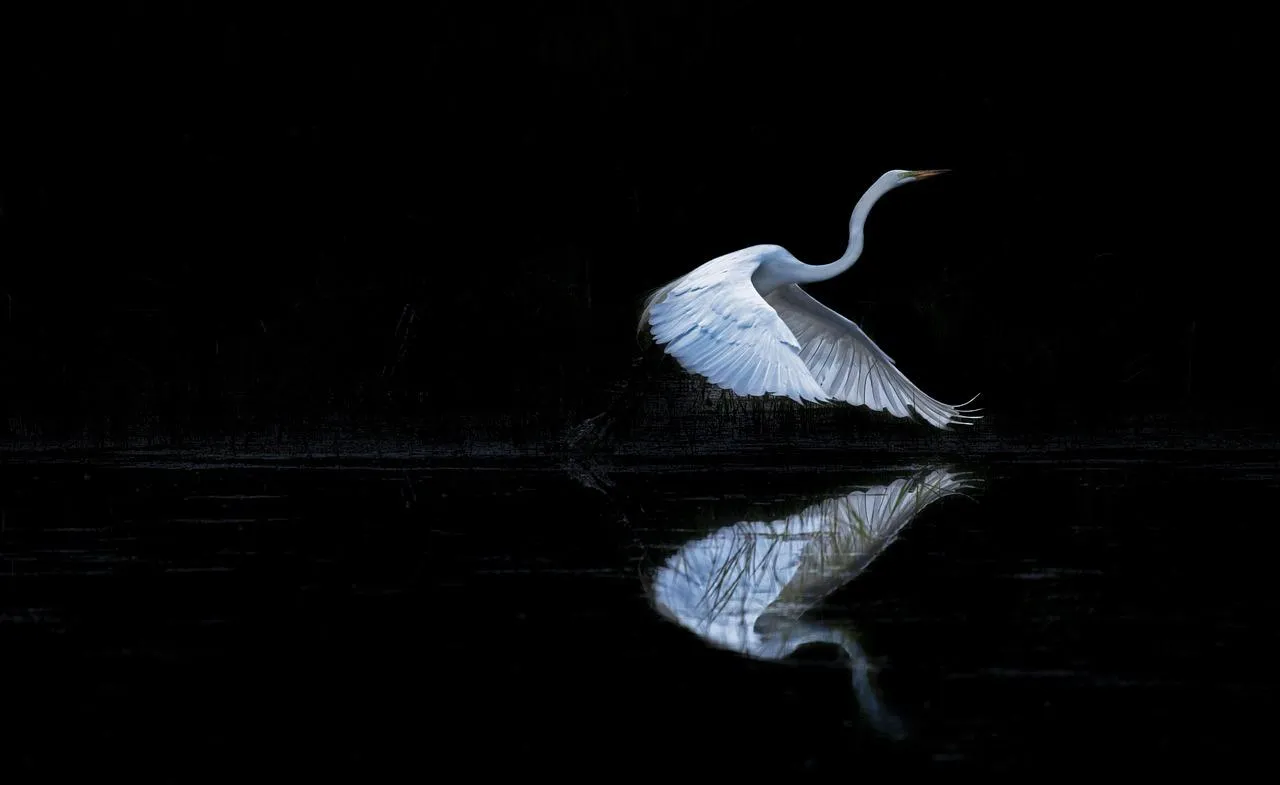 Elegant White Heron Reflected in Still Black Water