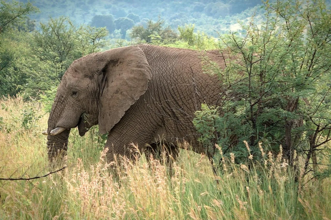 Elephant Calf Standing Next to a Large Tree Wallpaper