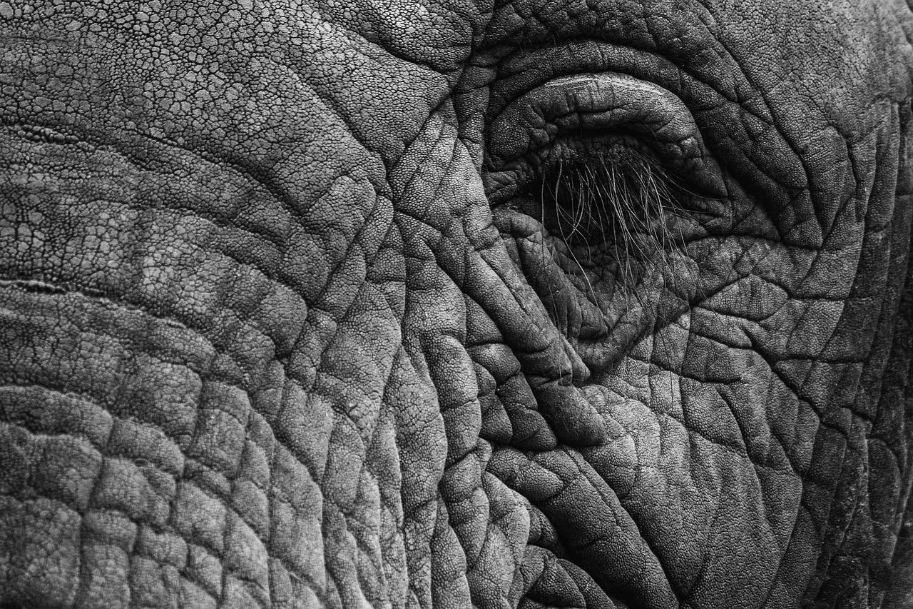 Elephant Face Showing Wrinkled Skin Close Up Wallpaper