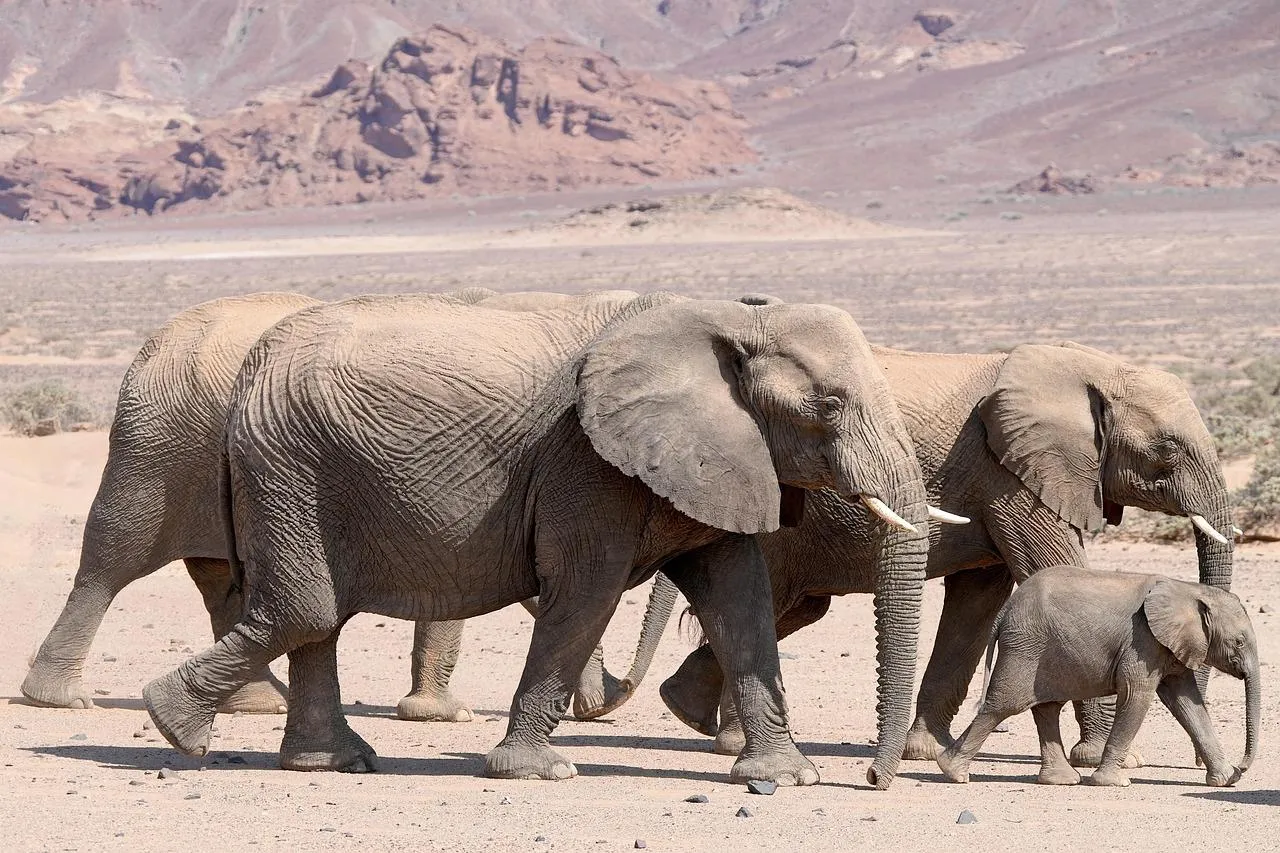 Elephant herd walking through dry plains Wallpaper