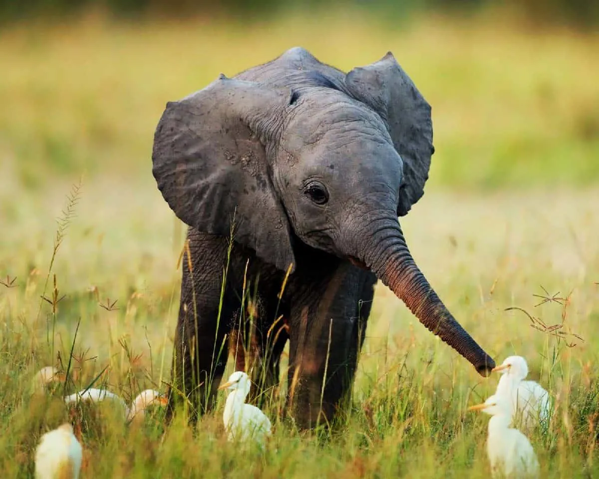 Elephant Kicking Up Dust in Open Savannah Wallpaper