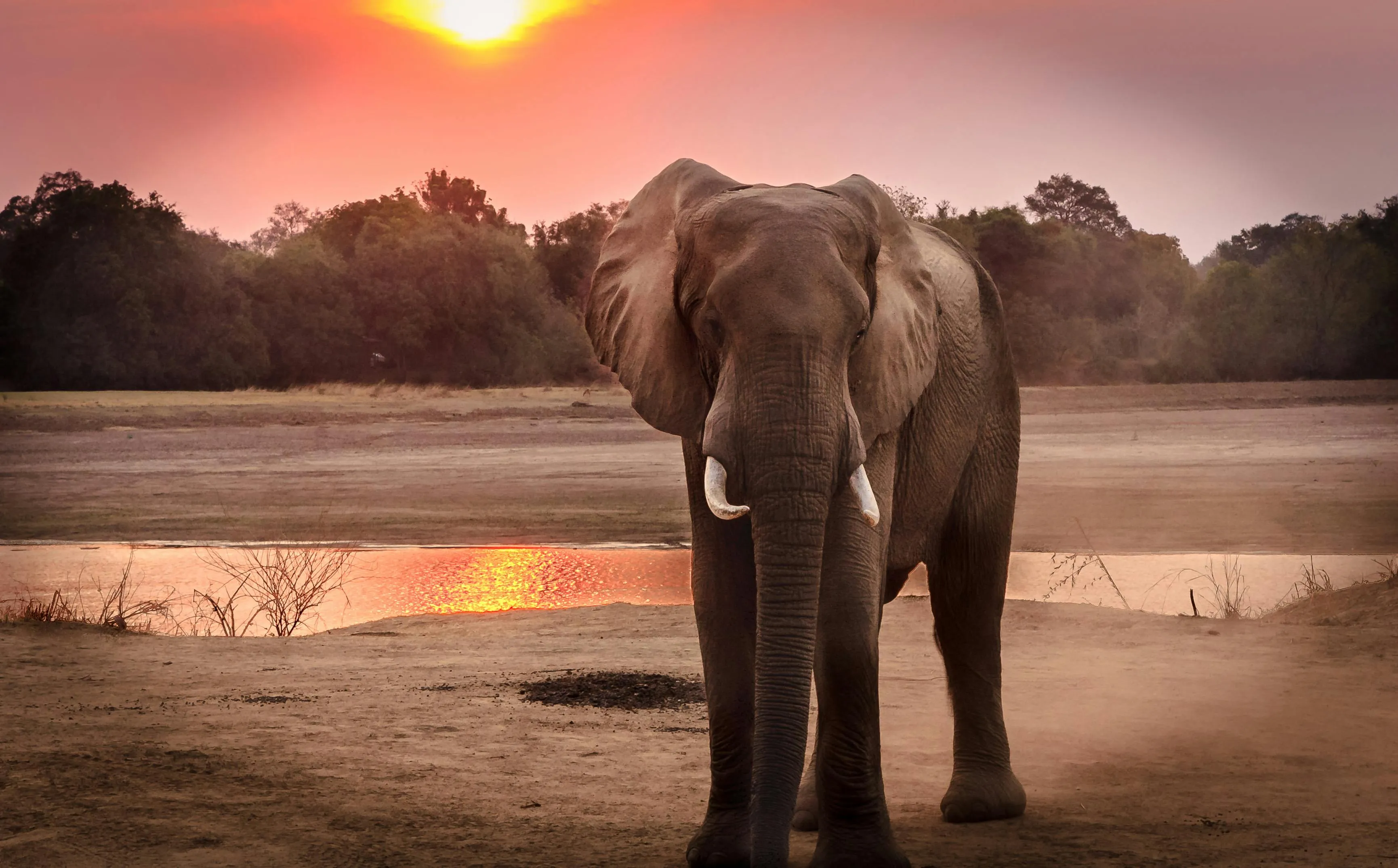 Elephant Silhouette at Sunset by the Calm Water Shore