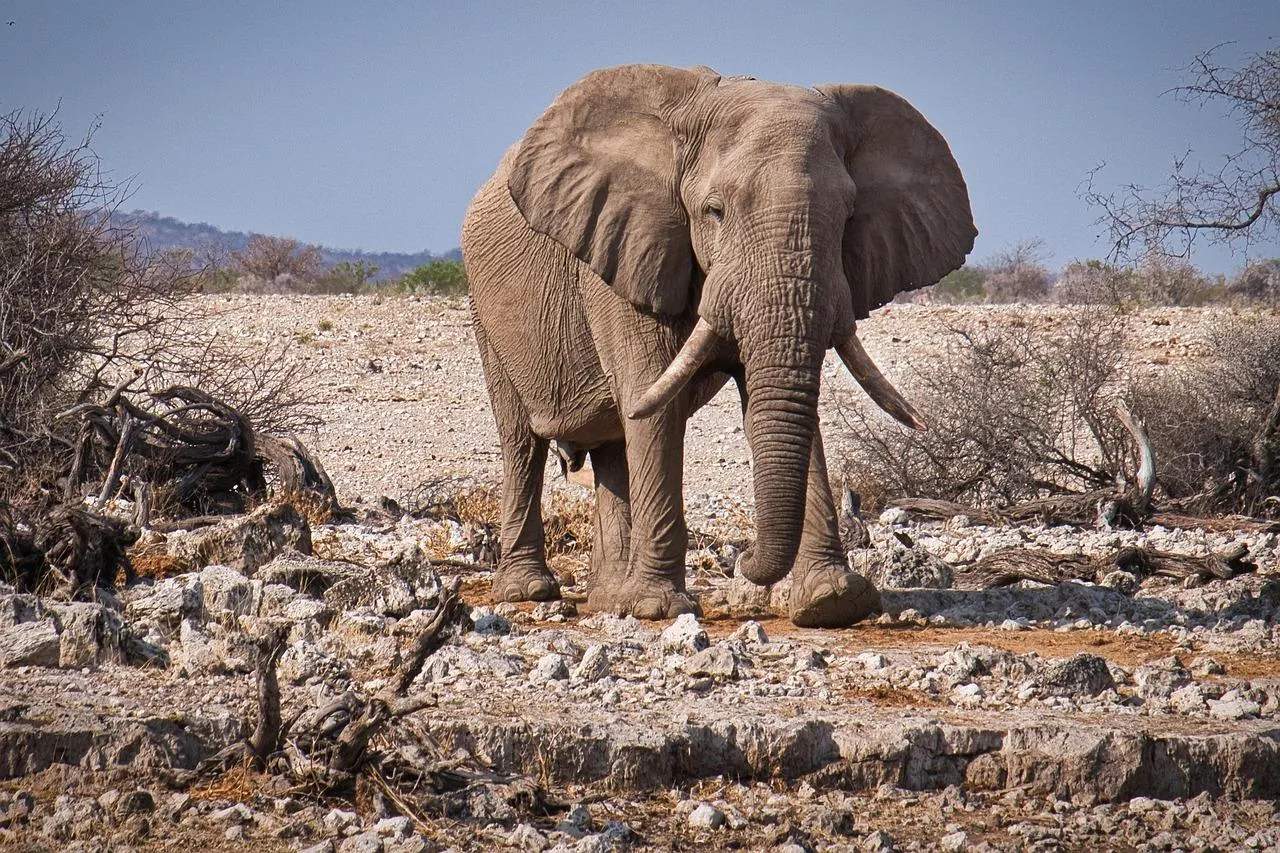 Elephant Standing Strong in a Rocky Dry Terrain Wallpaper