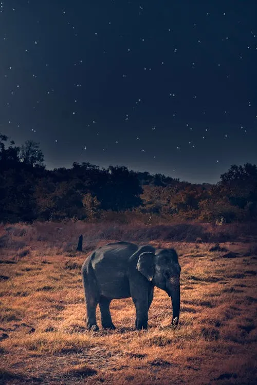 Elephant Walking at Dusk in Wild African Landscape