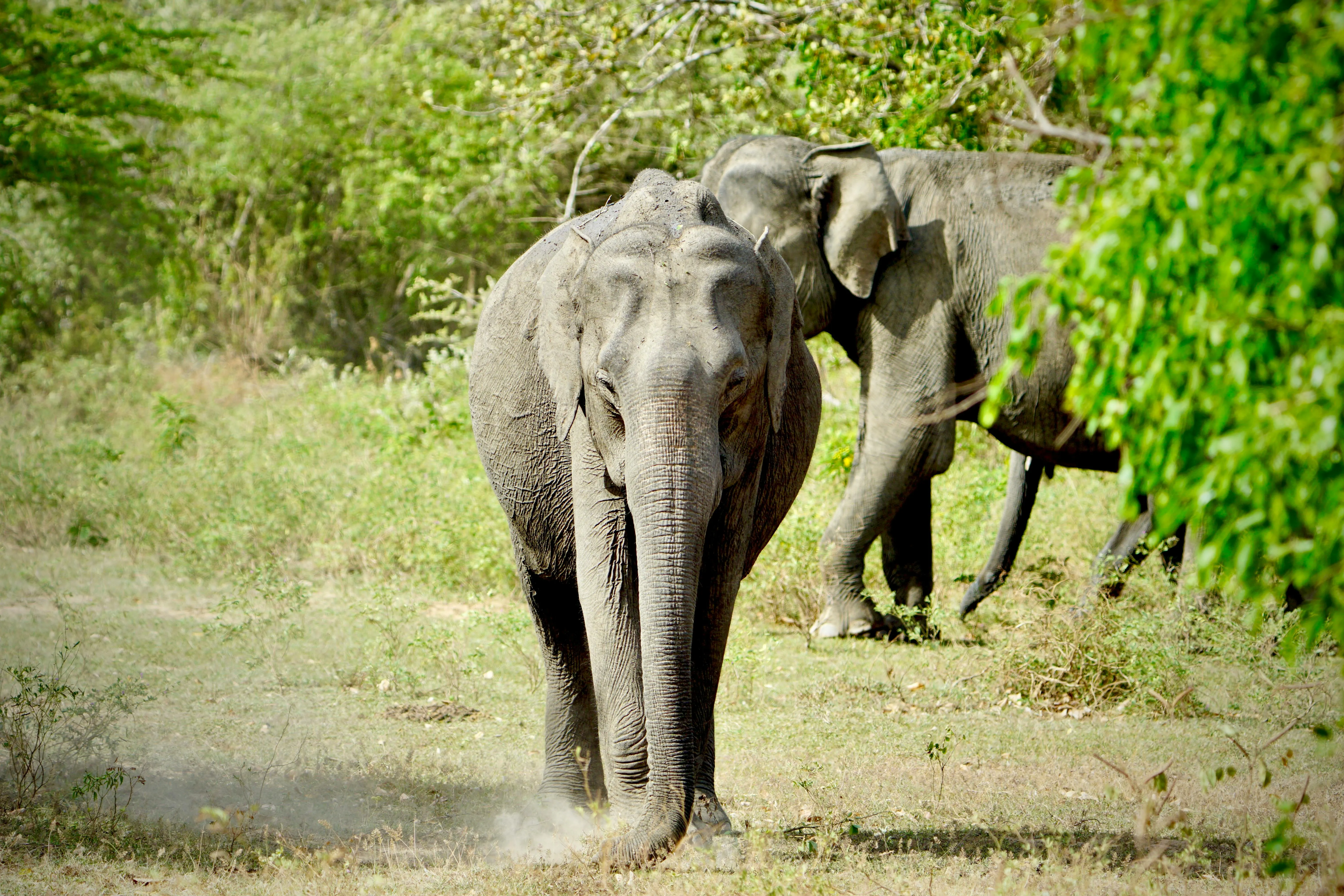 Elephant Walking Calmly Through a Green Forest Area