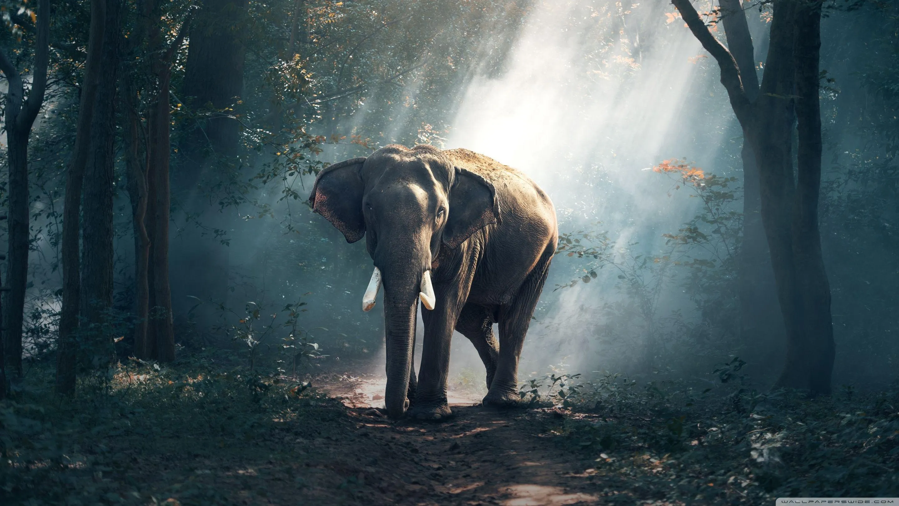 Elephant Walking through Misty Forest with Focused Gaze