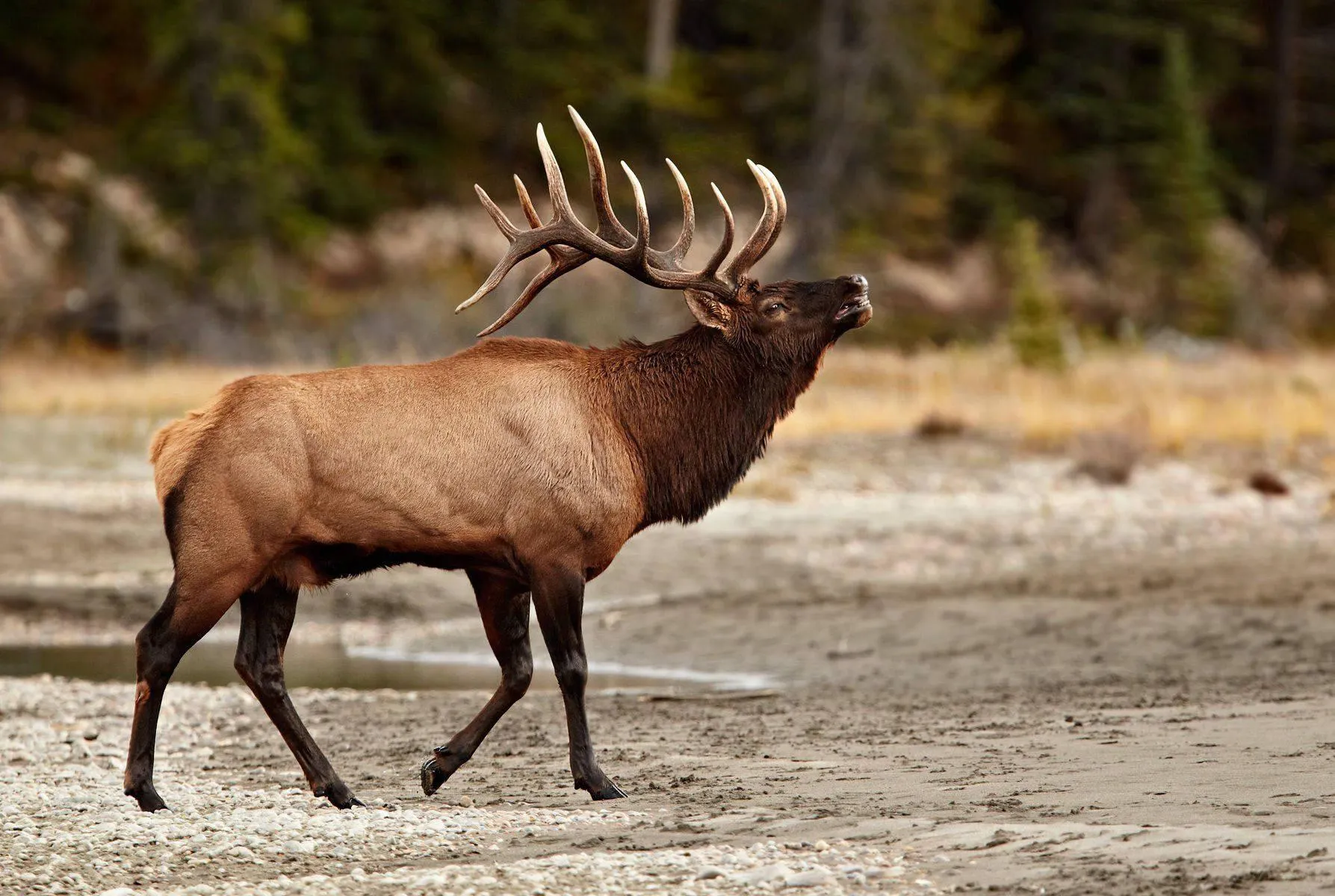 Elk standing alertly on a paved mountain road Wallpaper