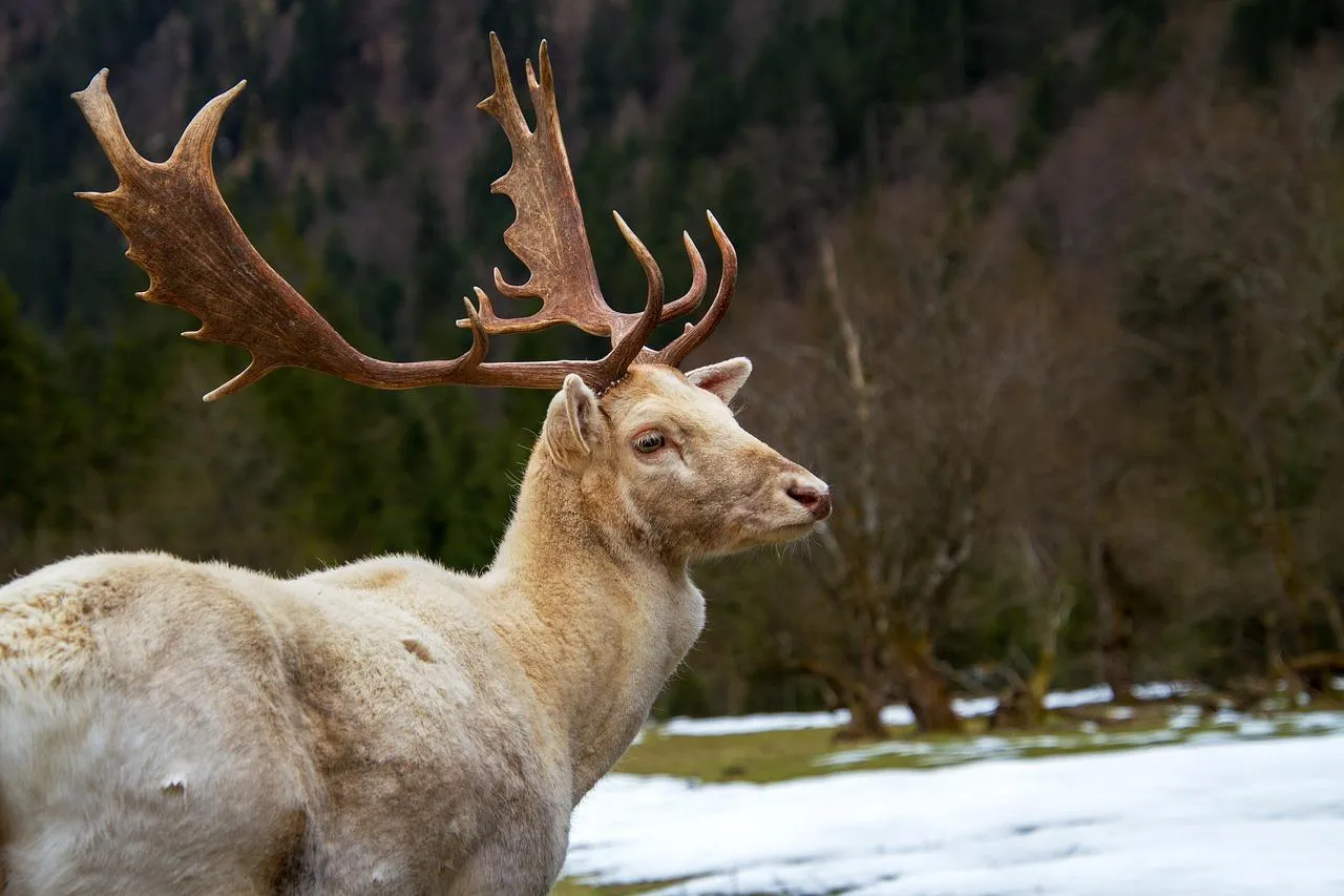 Elk standing in a forest clearing with autumn foliage