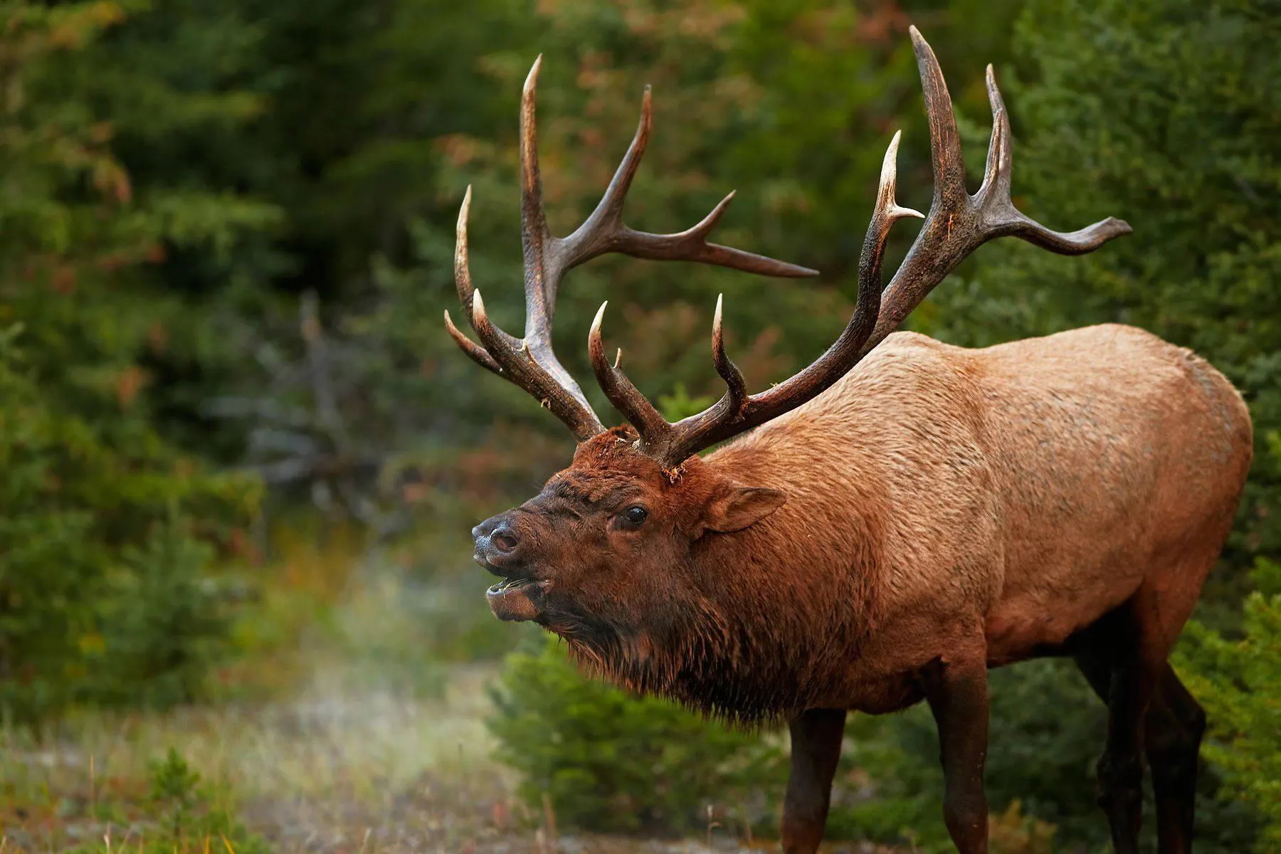 Elk Standing Proudly in Forest with Sunlight Wallpaper