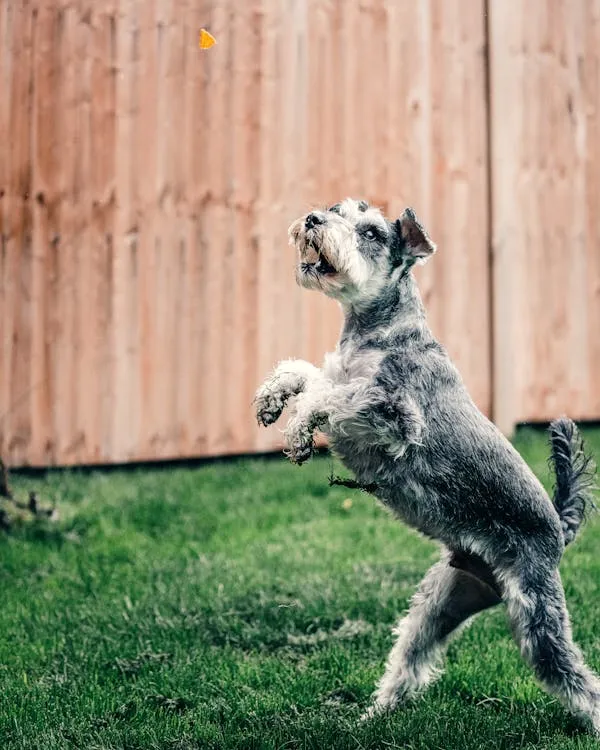 Energetic Schnauzer Puppy Jumping Up in Yard Free Hd Image
