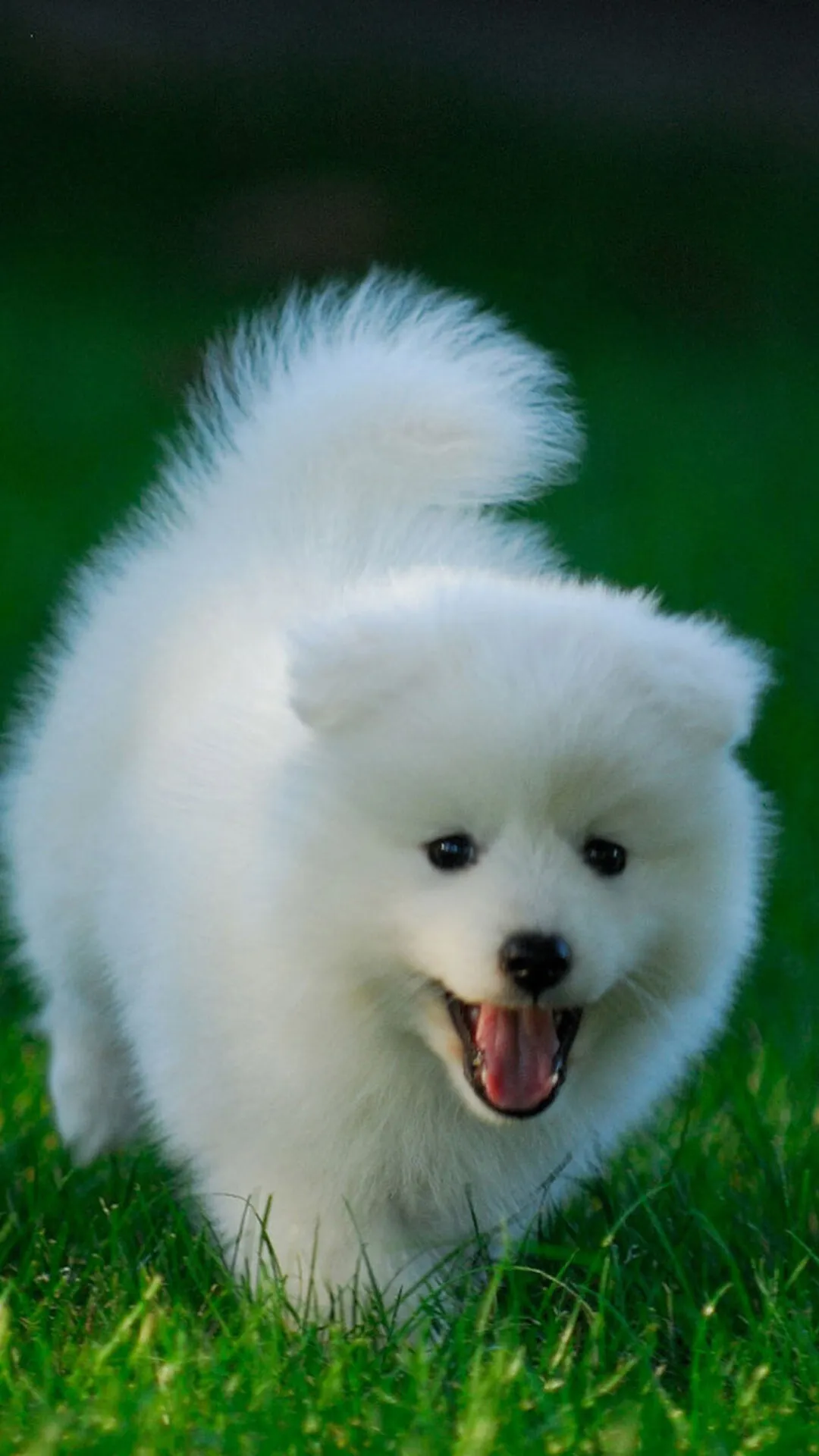 Energetic White Puppy Happily Walking on Green Grass Image