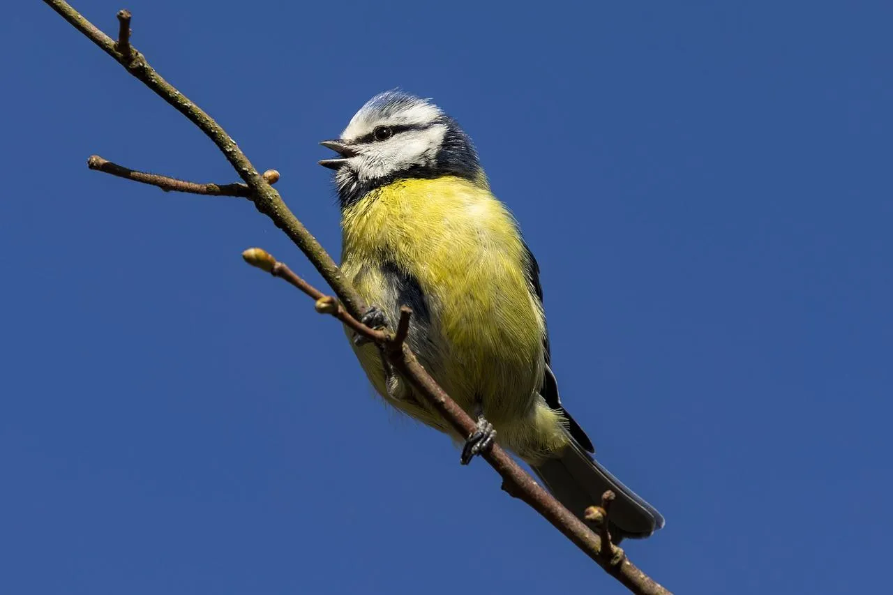 Eurasian Blue Tit Clinging to a Thin Tree Branch Wallpaper