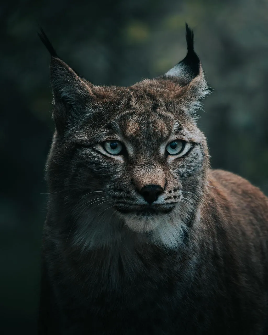 Eurasian Lynx Portrait in Natural Forest Wallpaper
