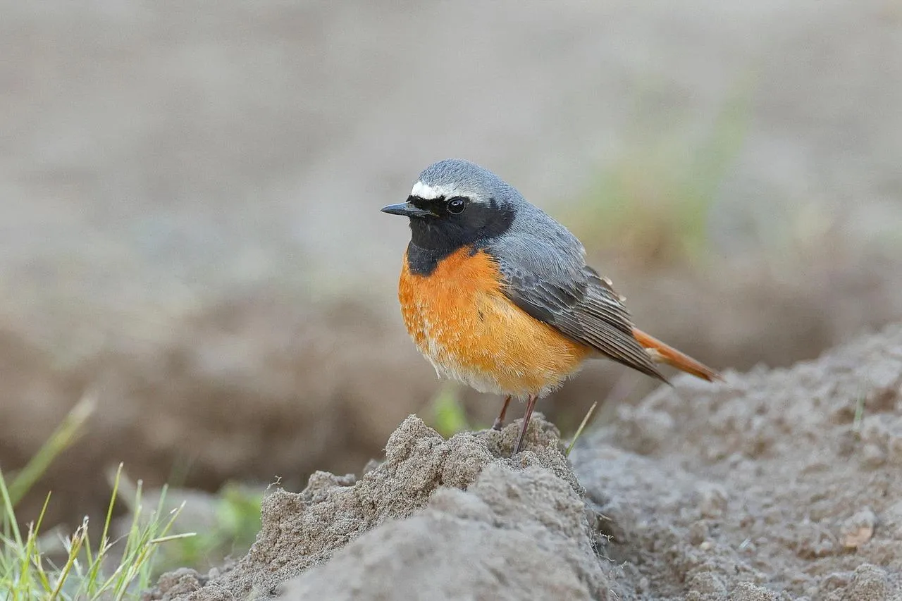 Eurasian Redstart Perched with Blue and Orange Feathers