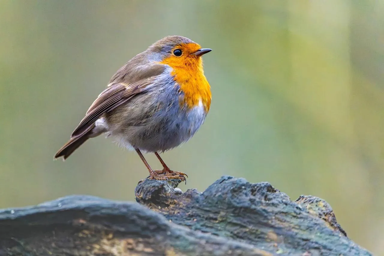 European Robin Bird with Orange Breast on a Branch