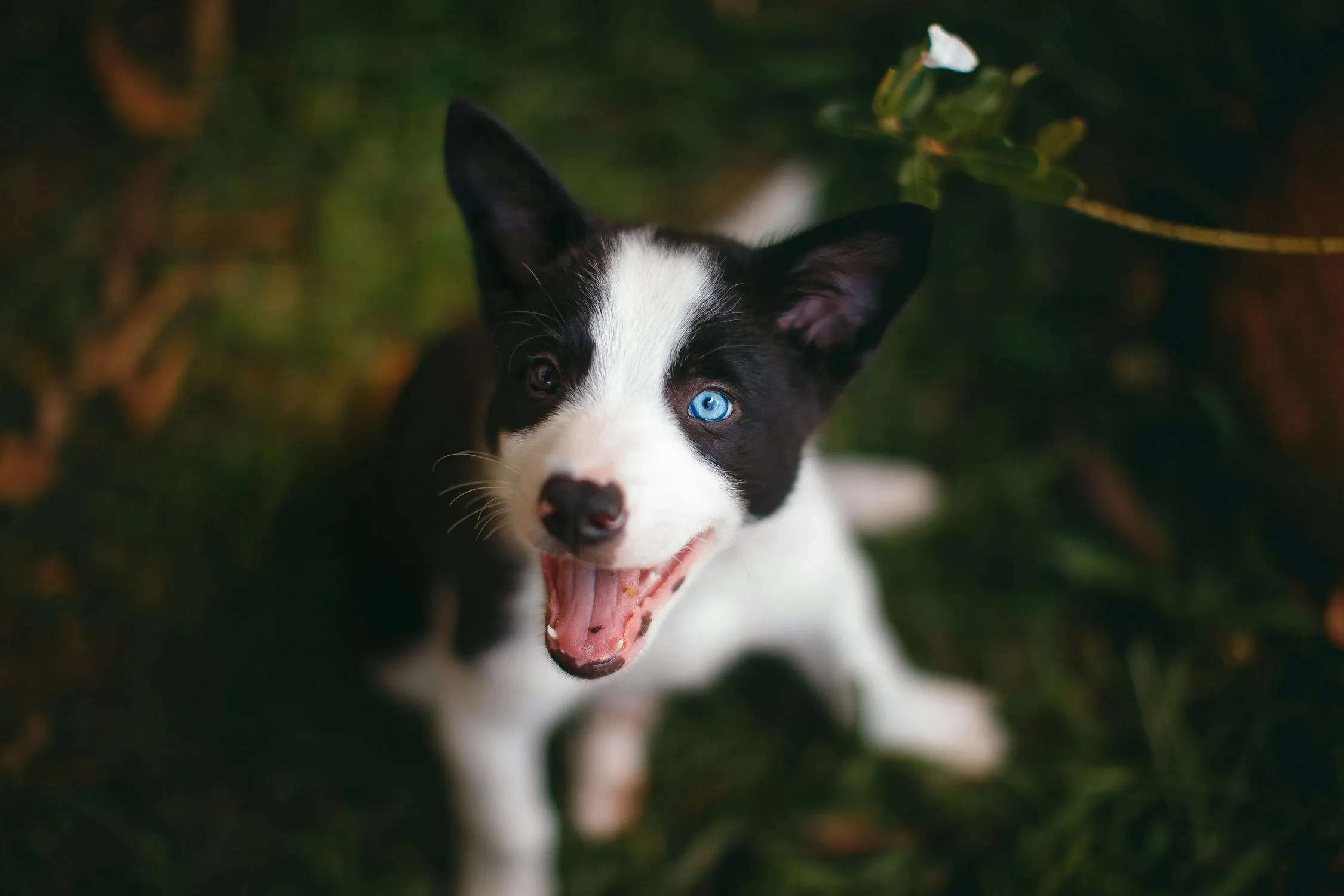 Excited Black and White Puppy Playing Outside in Garden