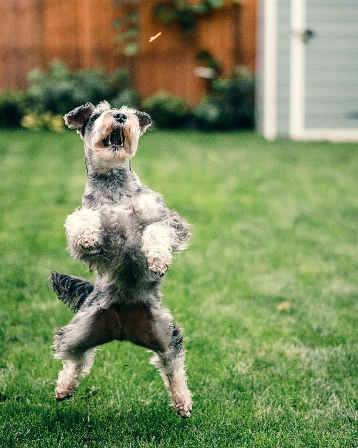 Excited Puppy Jumping Mid Air on Green Backyard Lawn Image