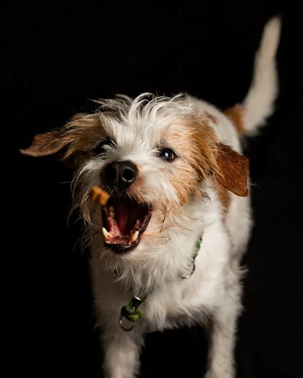 Excited Wire Haired Terrier Catching a Treat in Mid Air