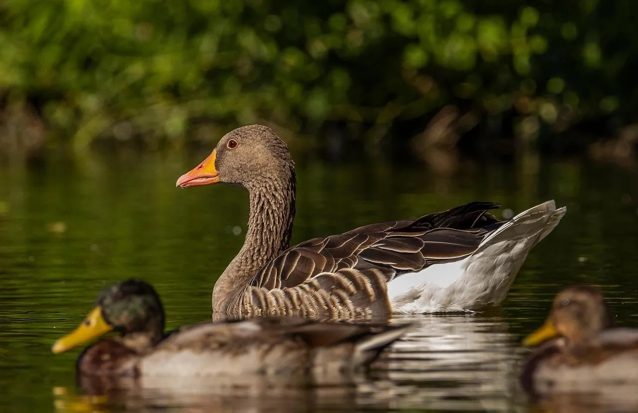 Family of Ducks Swimming in Freshwater Pond Wallpaper