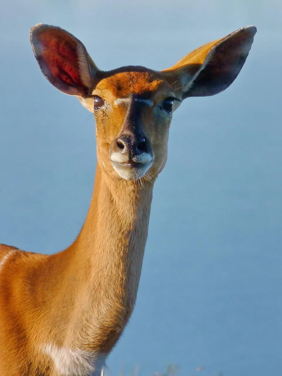 Female Gazelle Looking Alert with Blue Sky Background