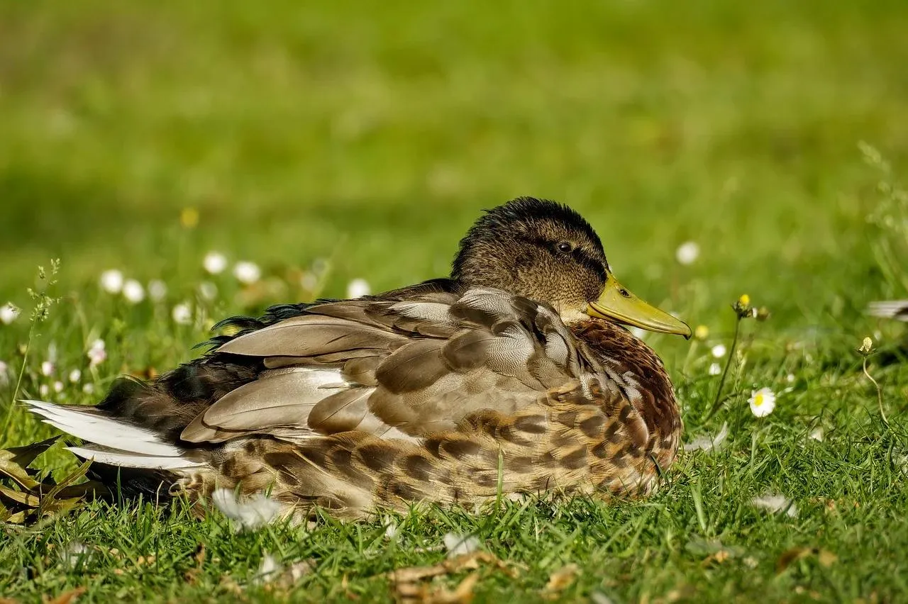 Female Mallard Duck Resting on Fresh Green Grass Wallpaper