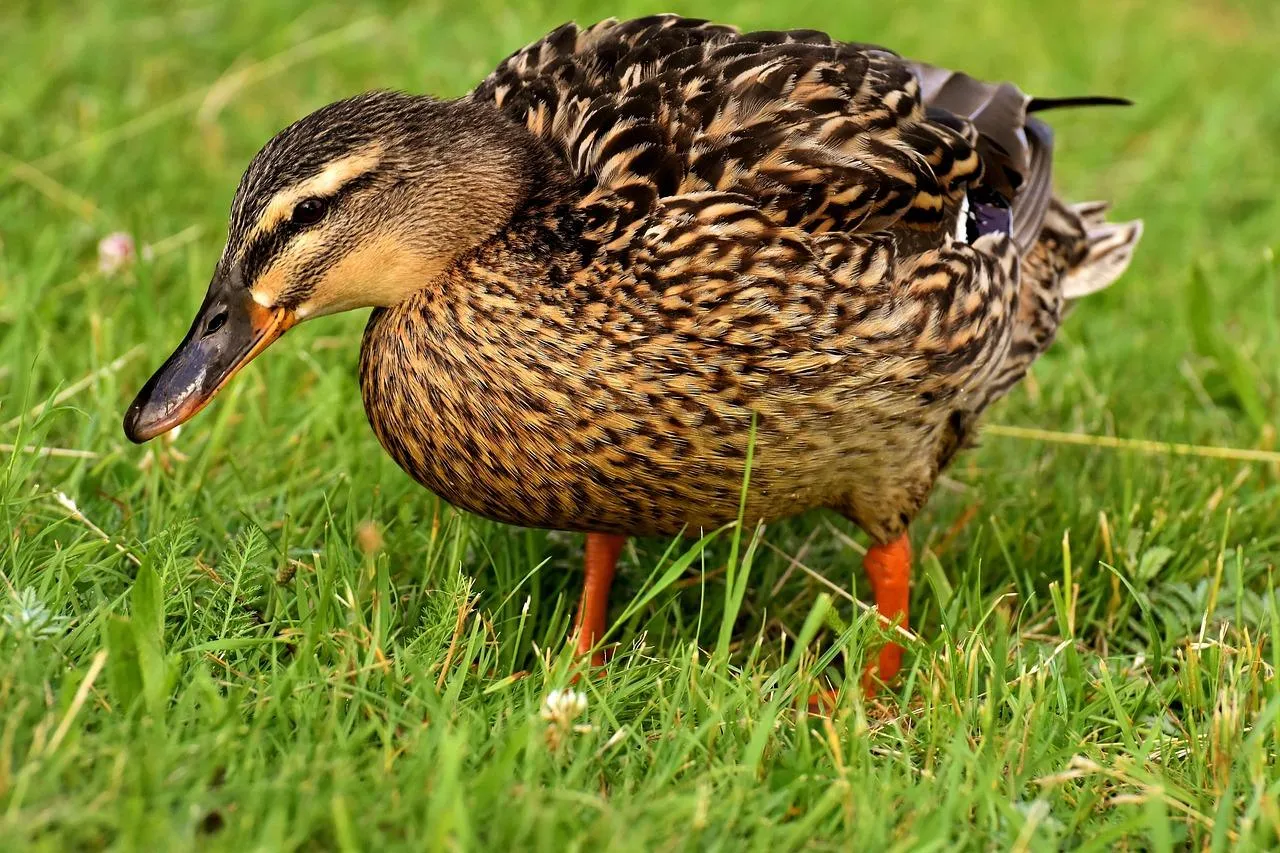 Female Mallard Duck Walking on Green Grass Wallpaper