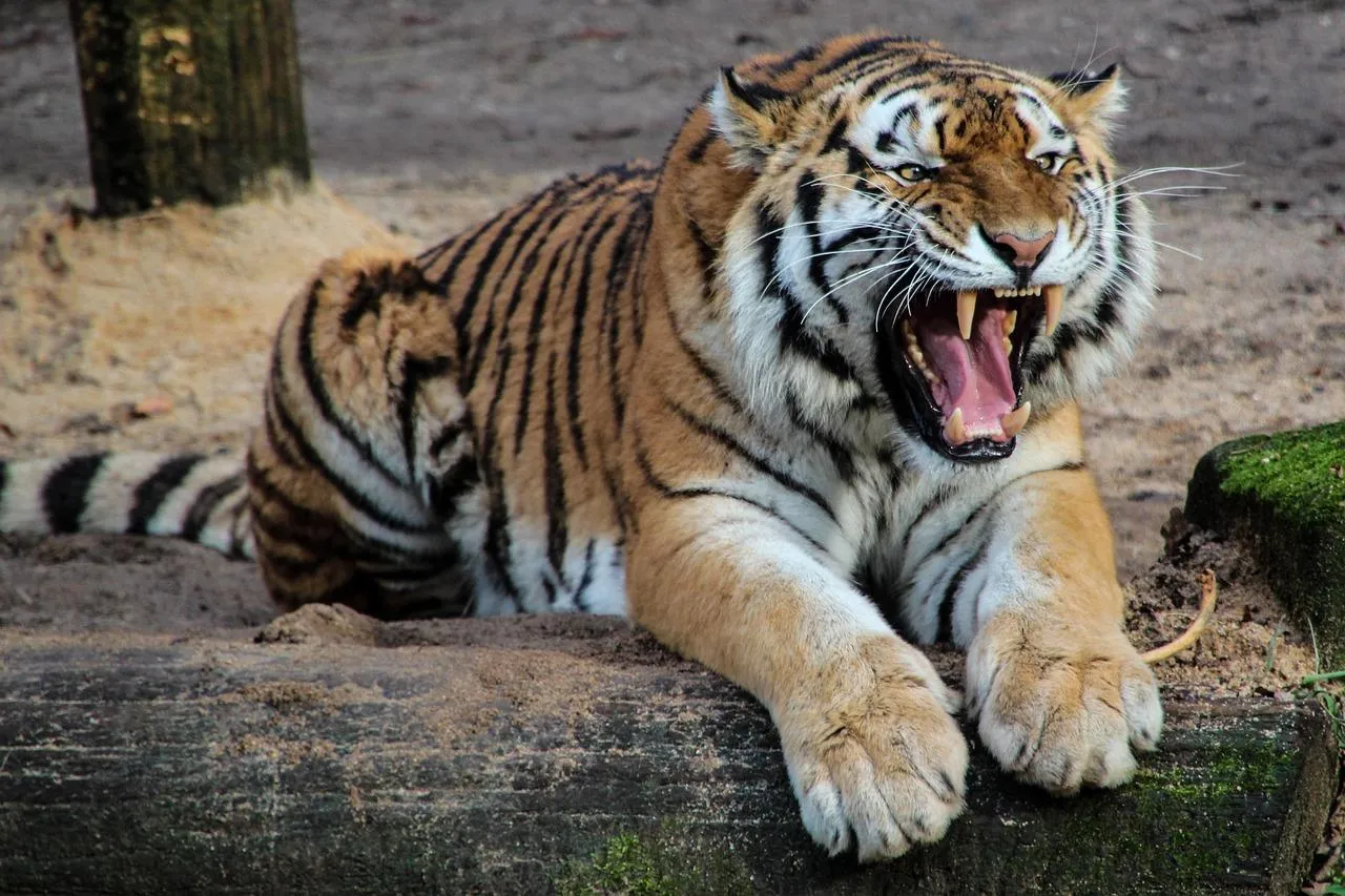 Fierce Bengal Tiger Showing Teeth in Wild Forest Wallpaper